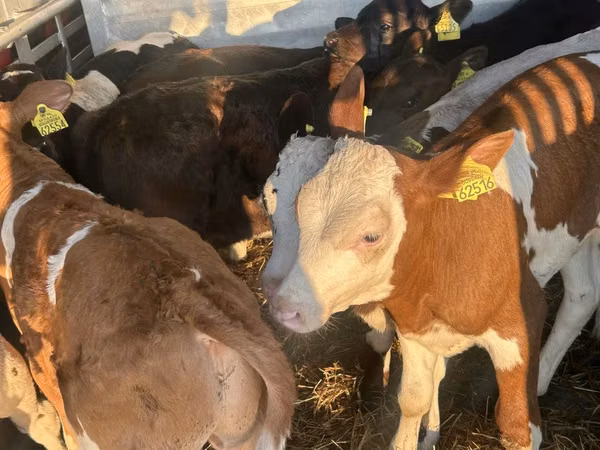 ІҚМ (топ, жынысы көрсетілмеген), Simmental cattle