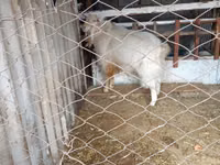 Billy Goat, Russian White goat — photo 1