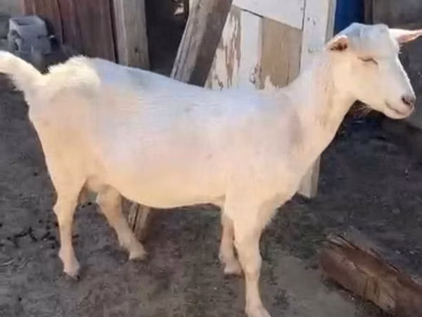 Goat, Saanen goat — Kazakhstan