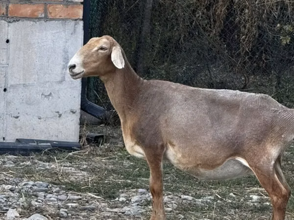 Beran, Ovce