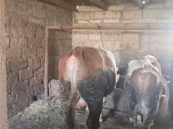 காளை, Simmental cattle