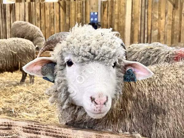 Schaap, Kuibyshev sheep