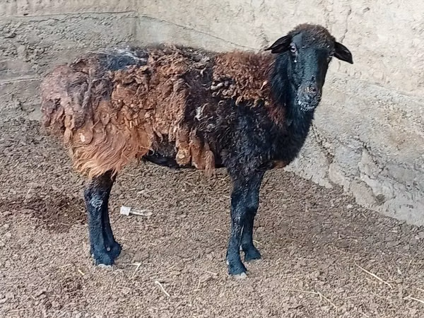 Ram, Sheep