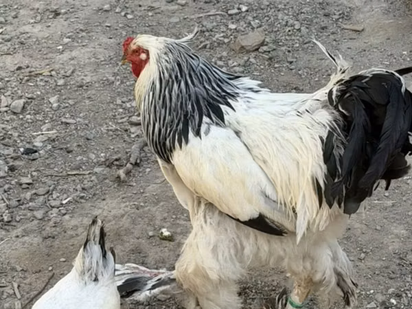Brahma — Kyrgyzstan