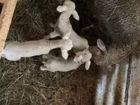 Қошқар, Ile-de-France sheep — 8-сурет