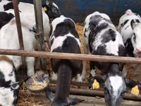 Bovini (lotto, sesso non specificato), Simmental cattle — foto 2