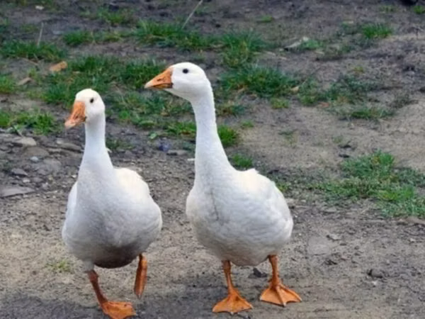 Geese — Kârgâzstan