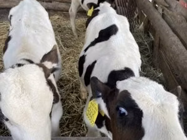 Bou, Russian Black pied cattle — Ungaria