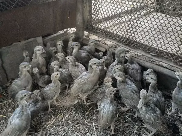Guinea fowl — আর্মেনিয়া