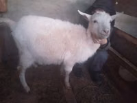 Goat, Goats — photo 3