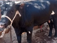 Bull, Cattle — photo 1