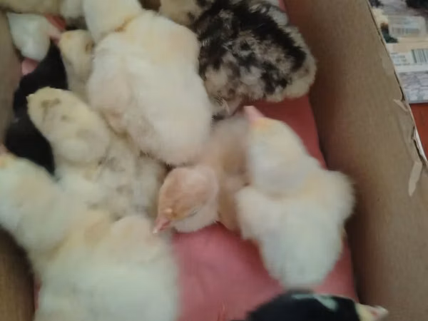 Chickens — 阿塞拜疆