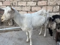 بز ماده, Saanen goat — عکس 1