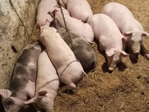 Boar, 