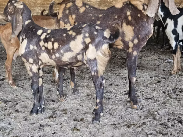 Goat, Nubian Goat — Kyrgyzstan