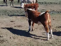 Bull, Kazakh White-headed cow — photo 5