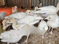 Turkeys — ছবি 2