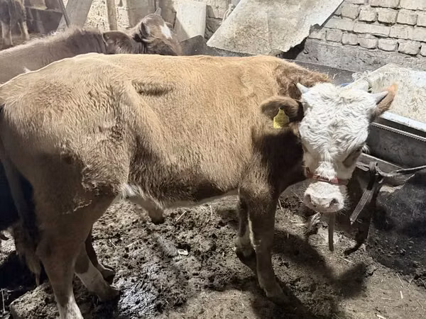 सांड, Simmental cattle