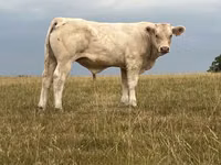 Banteng, Cast cow — foto 3