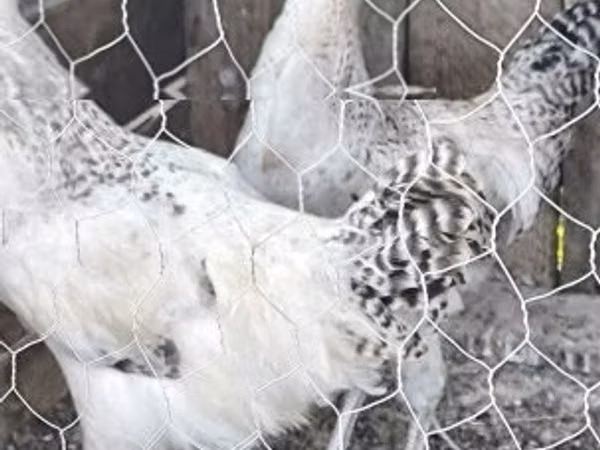 Chickens — Ungaria