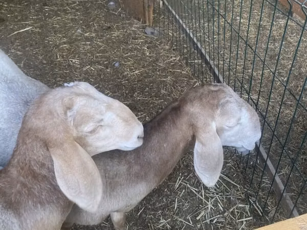 Ram, Sheep — Kyrgyzstan