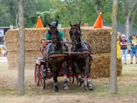 Cavallo, Nonius horse — foto 6