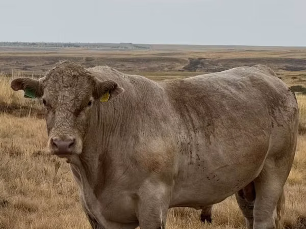 Bull, Auliekol breed — Kazakhstan