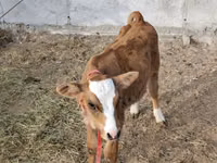 Boğa, Simmental cattle — foto 3