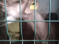 Keçi, Nubian Goat — foto 2