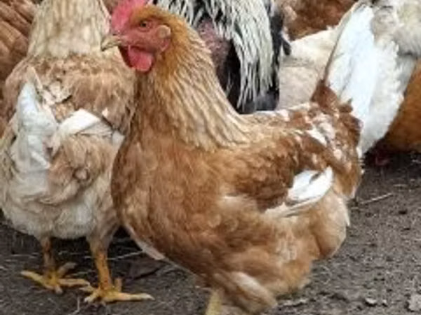 Danimarka toyuğu