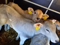 Bovini (lotto, sesso non specificato), Mucca limousine — foto 2