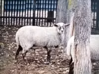 Πρόβατο, Merino sheep — φωτογραφία 3