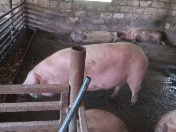 Boar,  — Moldova