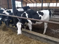 Vache, Swiss cattle — photo 2