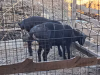 Ram, Sheep — photo 4