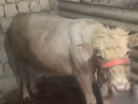सांड, Simmental cattle — फ़ोटो 7