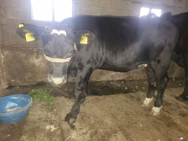 Cow, Cattle — Moldova