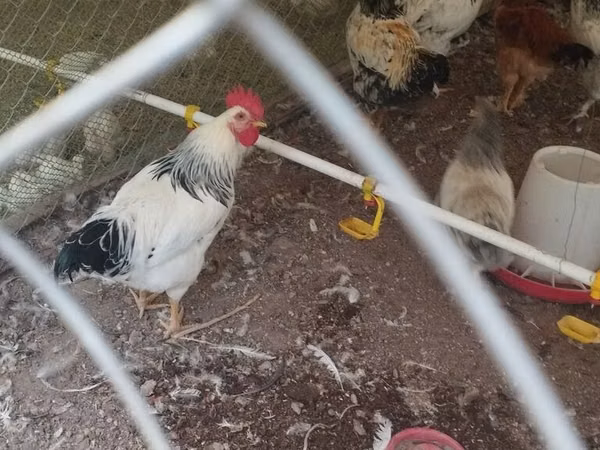 Chickens — Kyrgyzstan