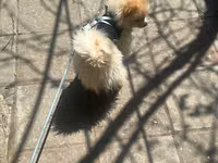 Cins: Pomeranian (Boo tipli) Rəng: Krem/açıq şaftalı Ölçü: Kiçik — foto 3