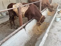Toro, Bovini — foto 2