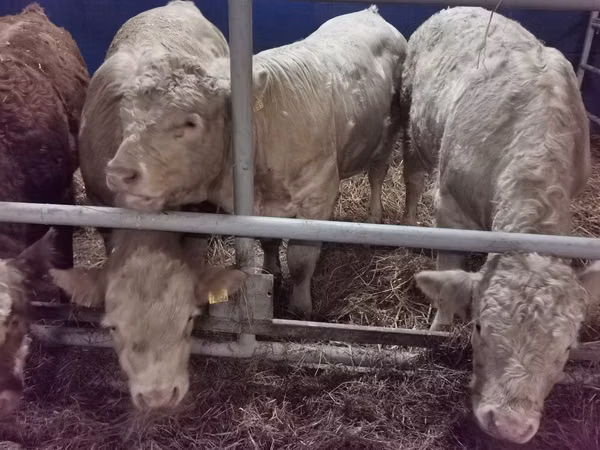 Bull, Hereford