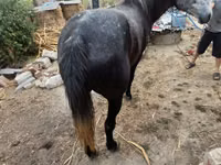 Mare, Horses — photo 2