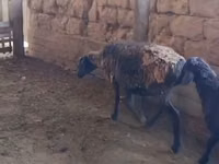 Ido (xirmo, jins lama sheegin), Sheep — sawirka 3