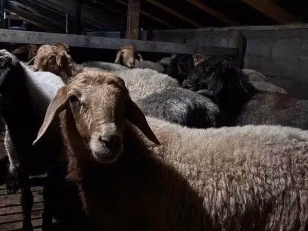 Kambing jantan, Sheep — Kazakhstan