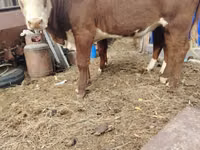 Toro, Mucca kazaka a testa bianca — foto 2