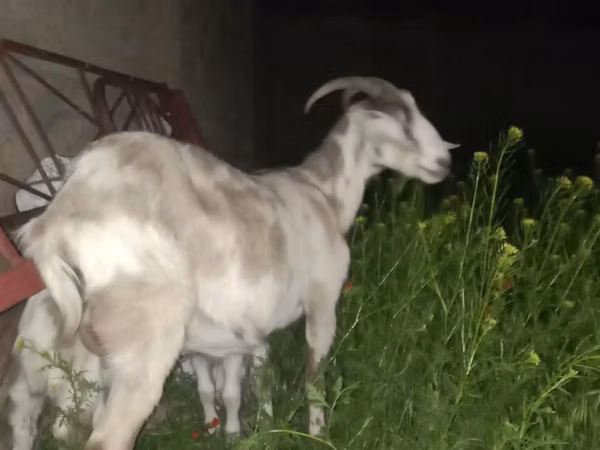 Cabra, Cabras — Cazaquistão