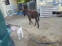 Horse (M), Horses — photo 2