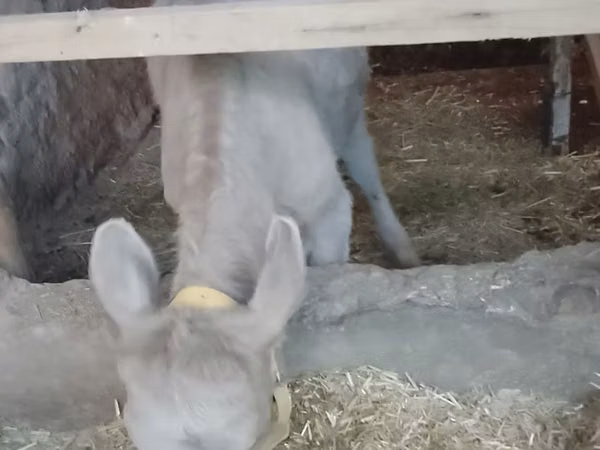 Toro, Swiss cattle