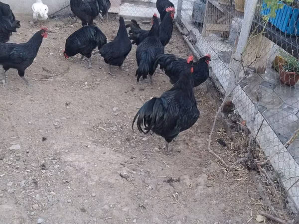 Chickens — Asarbajan