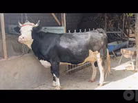 सांड, Simmental cattle — फ़ोटो 2